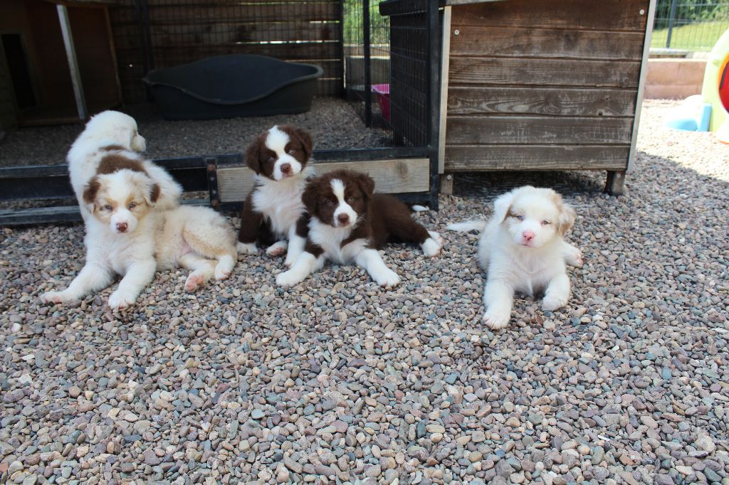 chiot Berger Australien Of Euskal Bailara