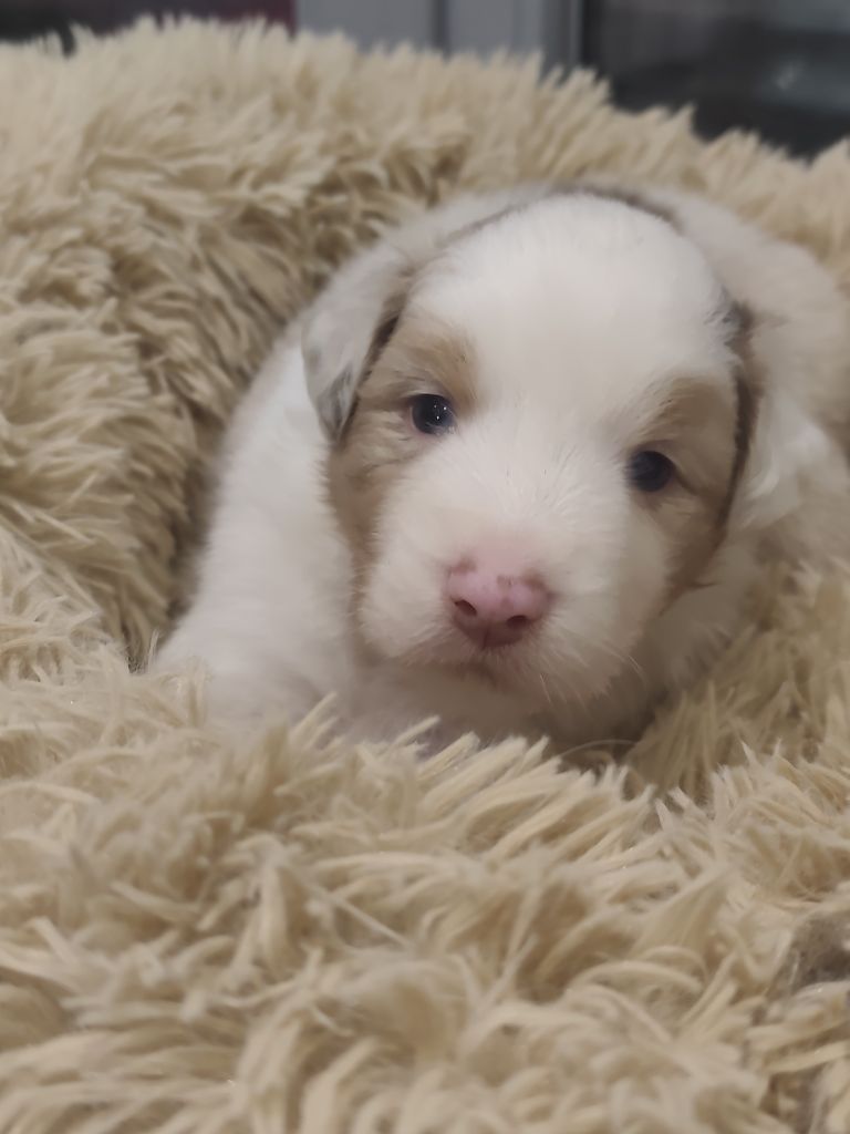 Of Euskal Bailara - Chiots disponibles - Berger Australien