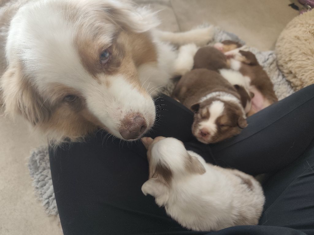 Chiot Berger Australien Of Euskal Bailara