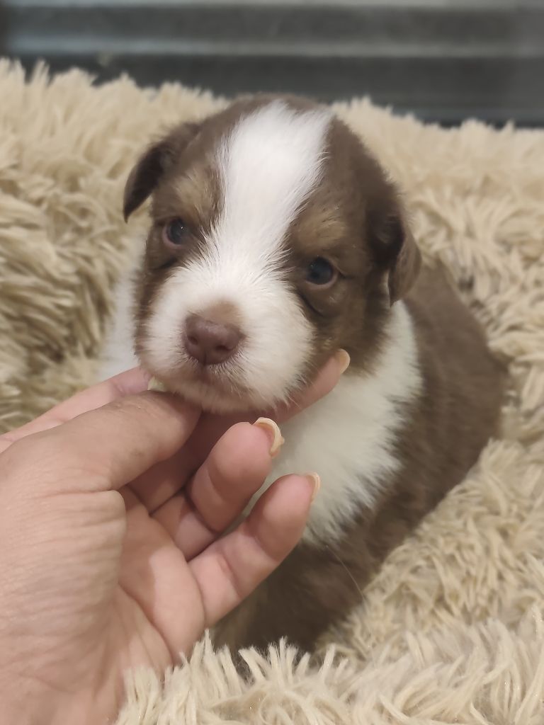 Of Euskal Bailara - Chiots disponibles - Berger Australien