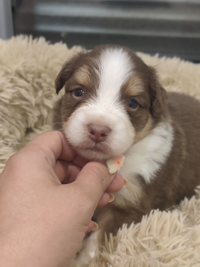 Of Euskal Bailara - Chiots disponibles - Berger Australien