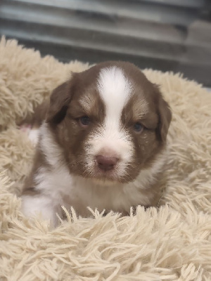 CHIOT 4