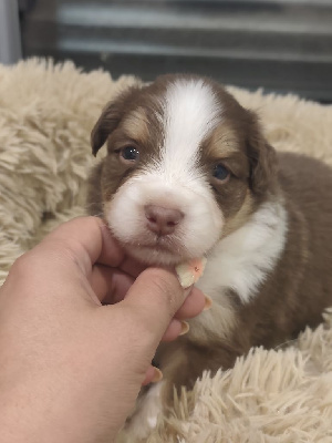 CHIOT 2