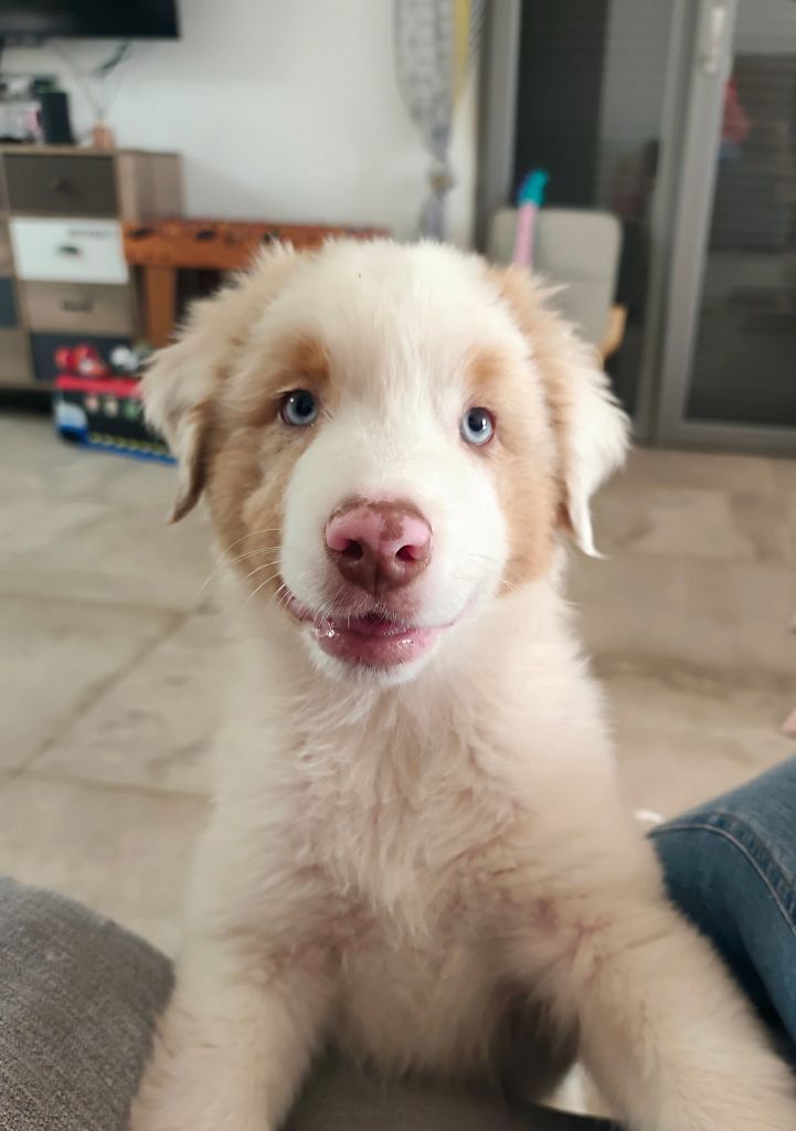 Of Euskal Bailara - Chiots disponibles - Berger Australien